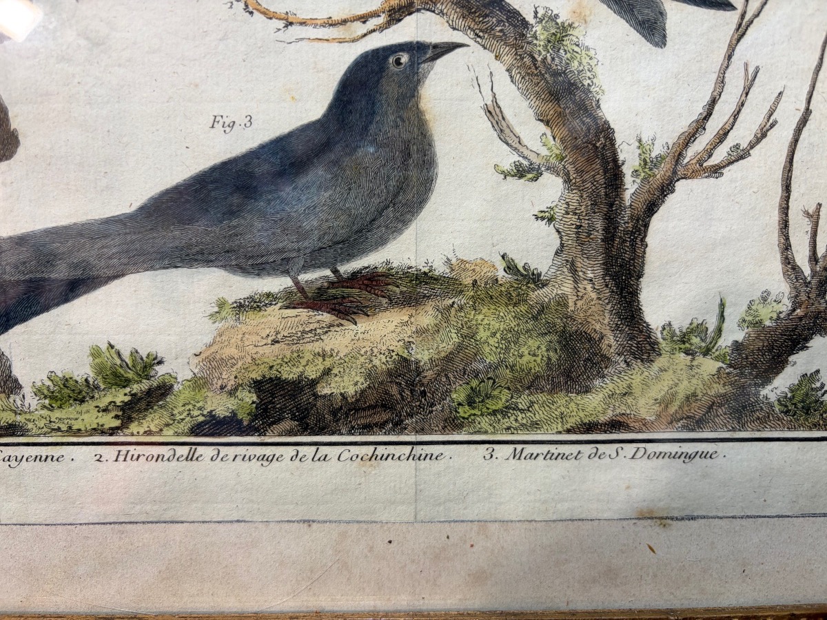 18th-century Engraving, Swallows From The Former Colonies, Drawn And Engraved By Martinet -photo-3