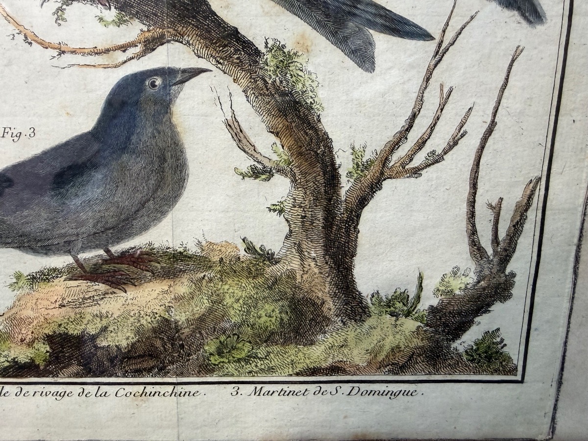 18th-century Engraving, Swallows From The Former Colonies, Drawn And Engraved By Martinet -photo-4