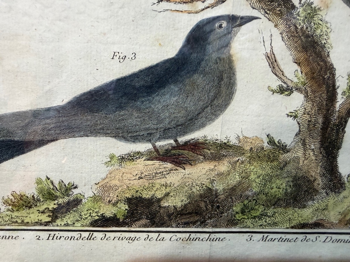 18th-century Engraving, Swallows From The Former Colonies, Drawn And Engraved By Martinet -photo-5