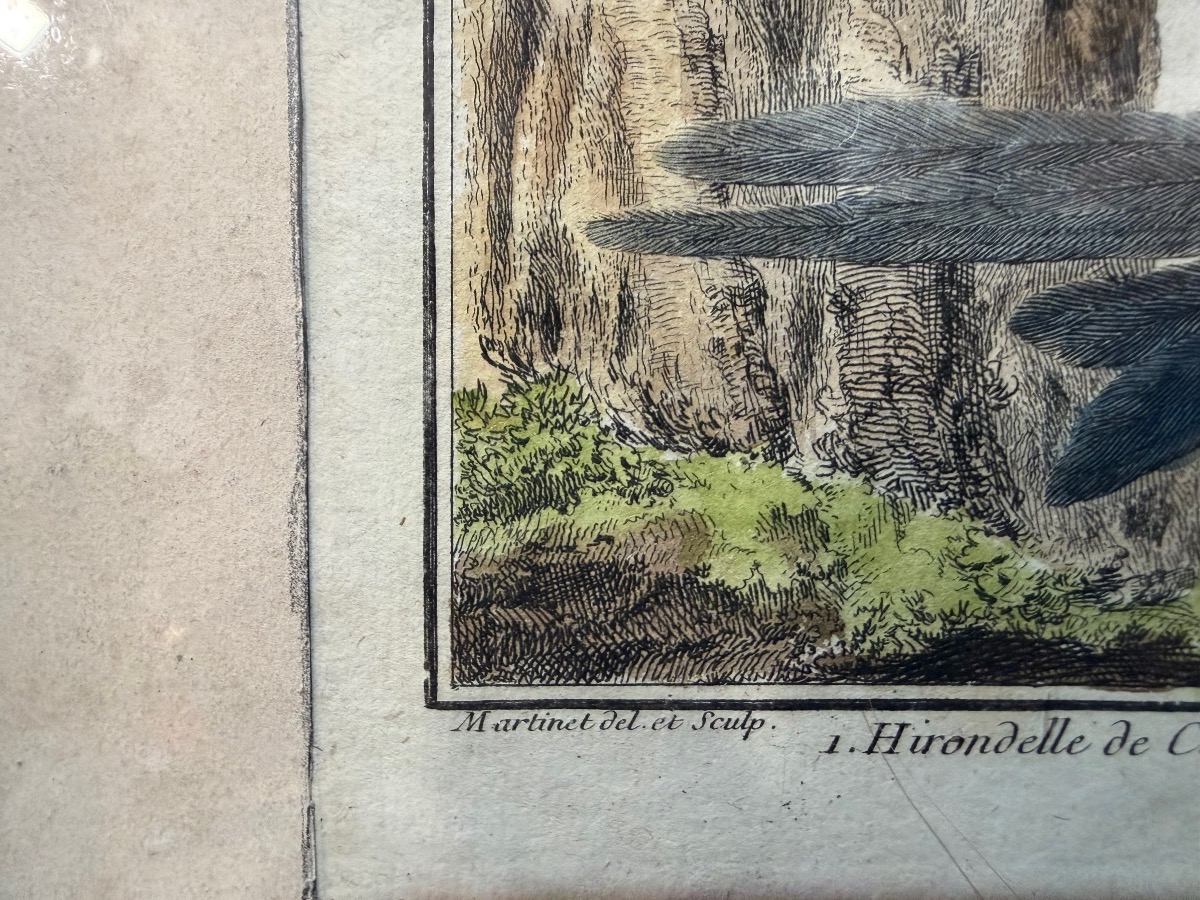 18th-century Engraving, Swallows From The Former Colonies, Drawn And Engraved By Martinet -photo-6