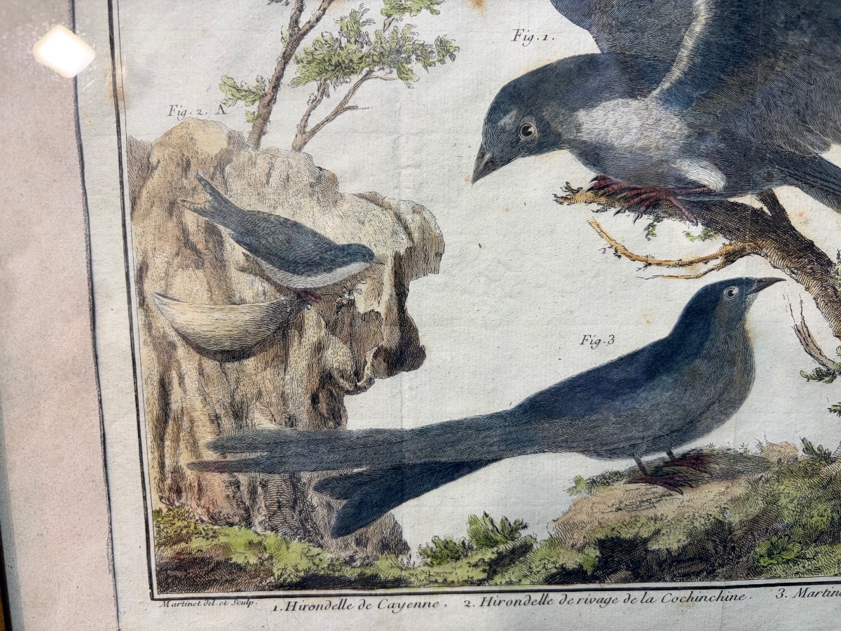 18th-century Engraving, Swallows From The Former Colonies, Drawn And Engraved By Martinet -photo-7