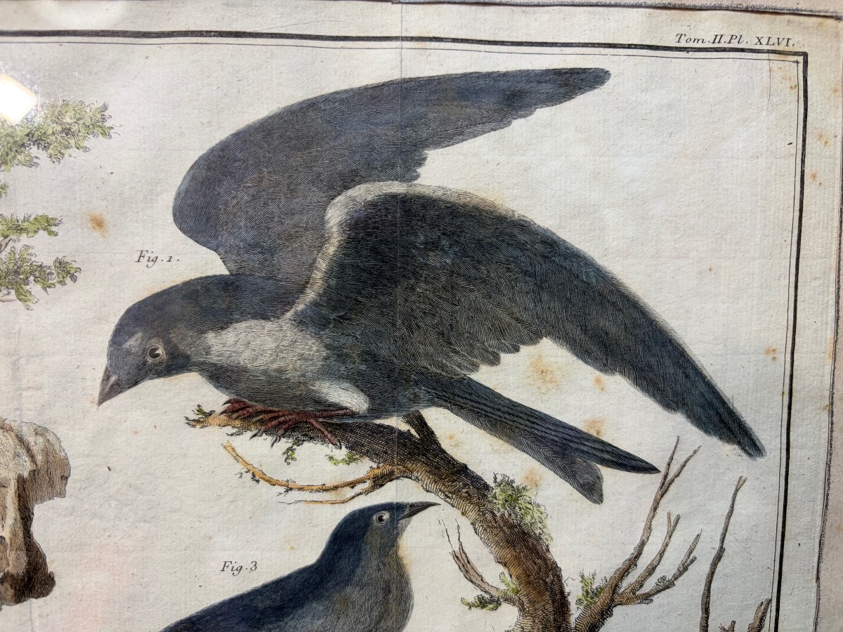 18th-century Engraving, Swallows From The Former Colonies, Drawn And Engraved By Martinet -photo-8