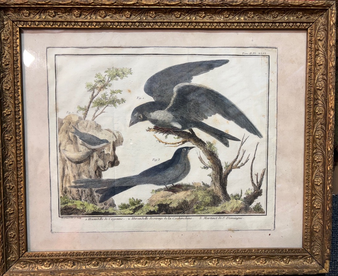 18th-century Engraving, Swallows From The Former Colonies, Drawn And Engraved By Martinet 