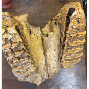 Élément de mâchoire de mammouth, fossilisée.