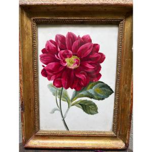 Gouache On Paper, Large Dark Pink Peony, Mid-19th Century, Original Gilded Wooden Frame.