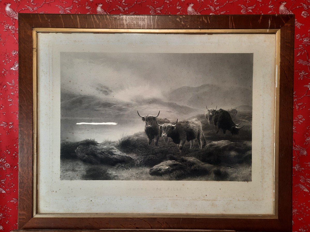 Paire de gravures aux vaches irlandaise.-photo-2