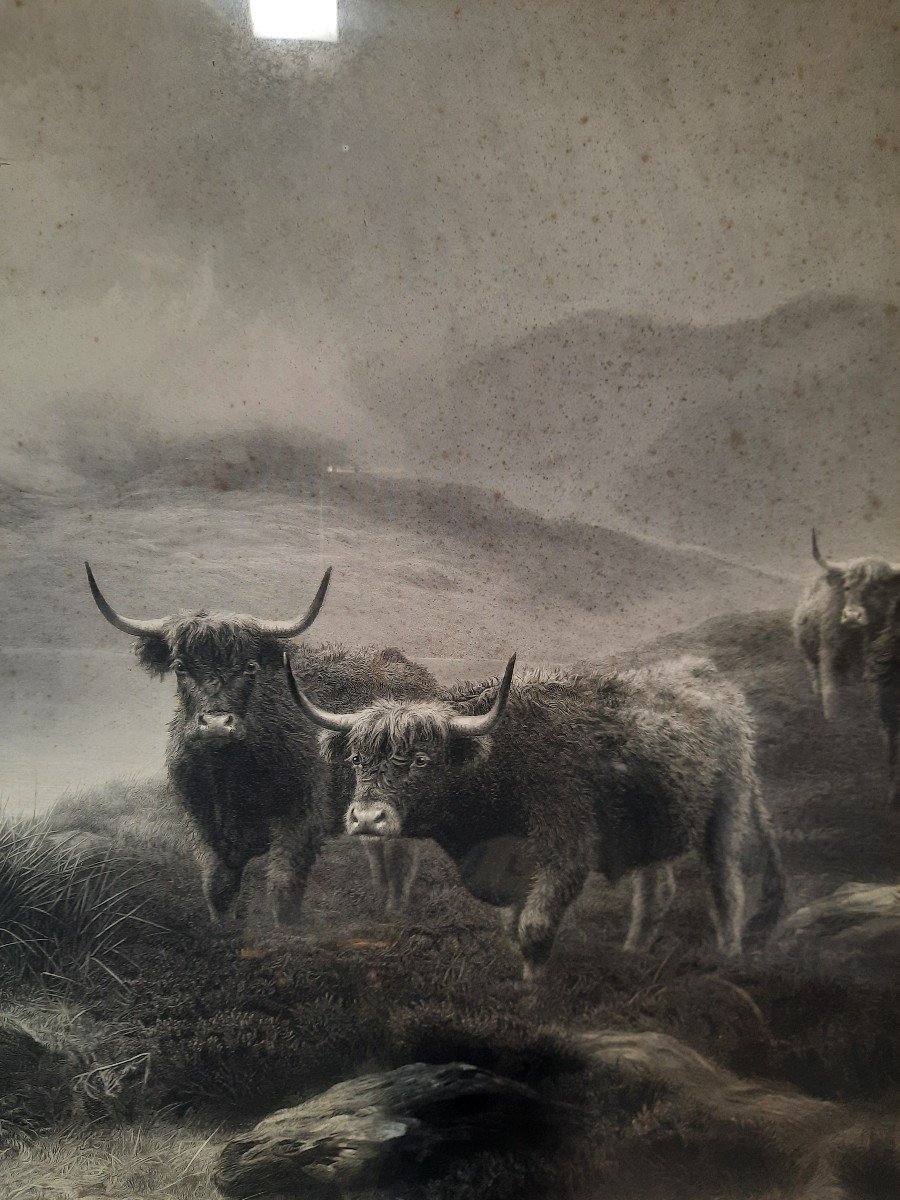 Paire de gravures aux vaches irlandaise.-photo-4