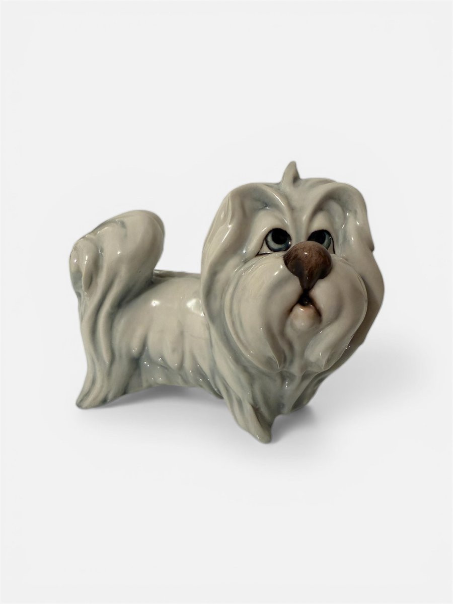 Porcelain Sculpture,  Maltese Dog, By Silvio Righetto For Manifattura Cacciapuoti-photo-3