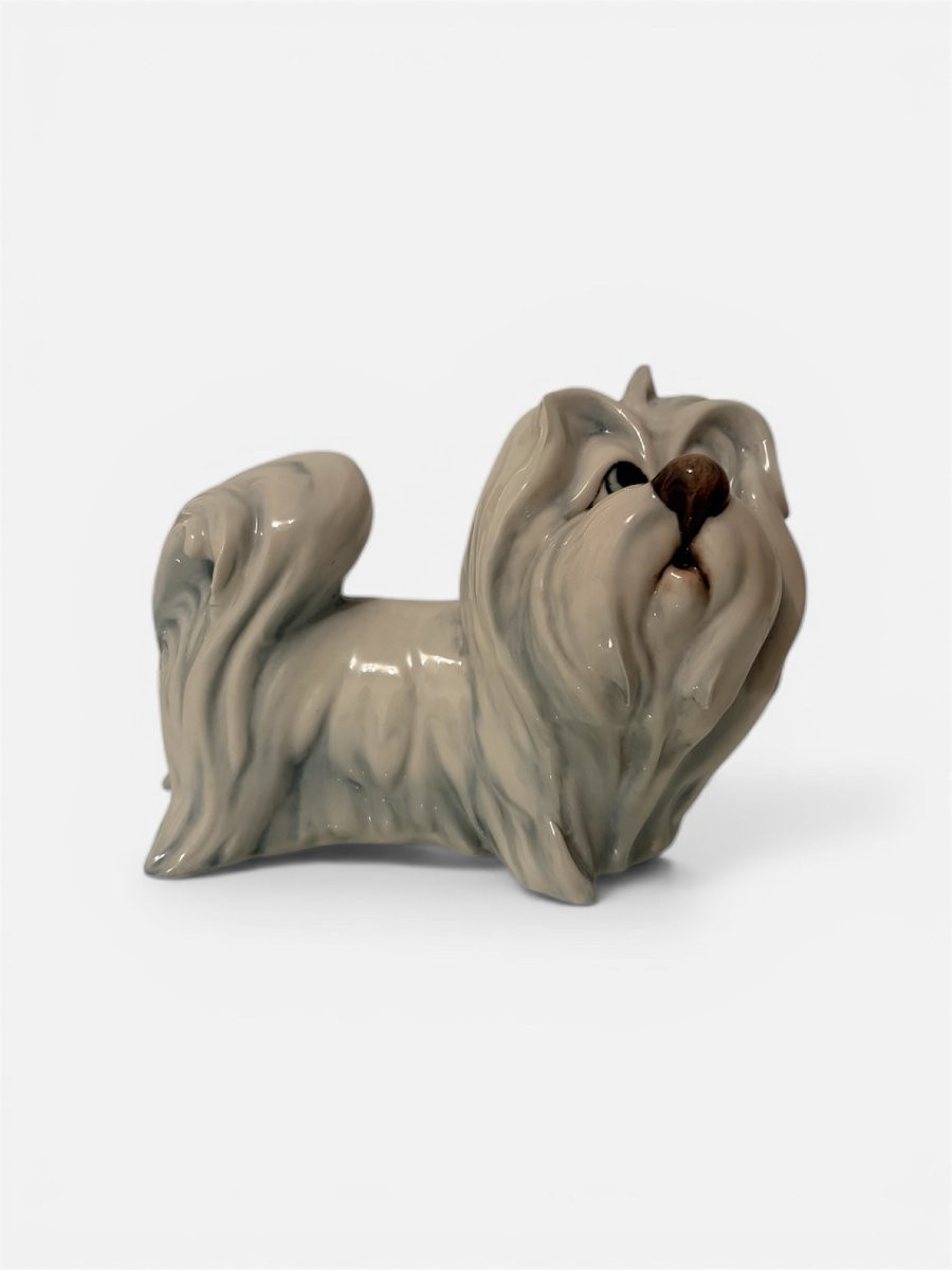 Porcelain Sculpture,  Maltese Dog, By Silvio Righetto For Manifattura Cacciapuoti-photo-2