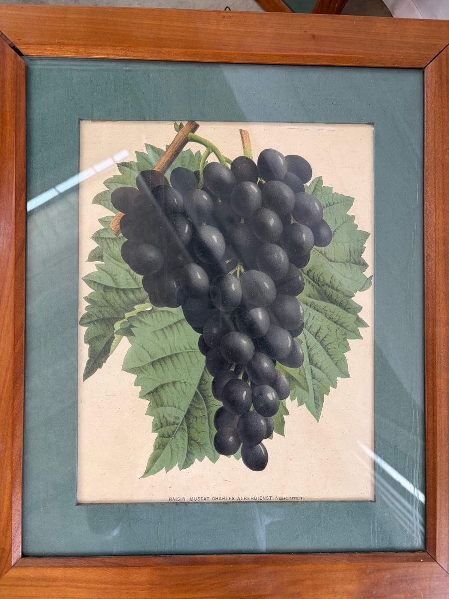 Set Of 5 Lithographs Depicting Botanical Plates, 19th-photo-2