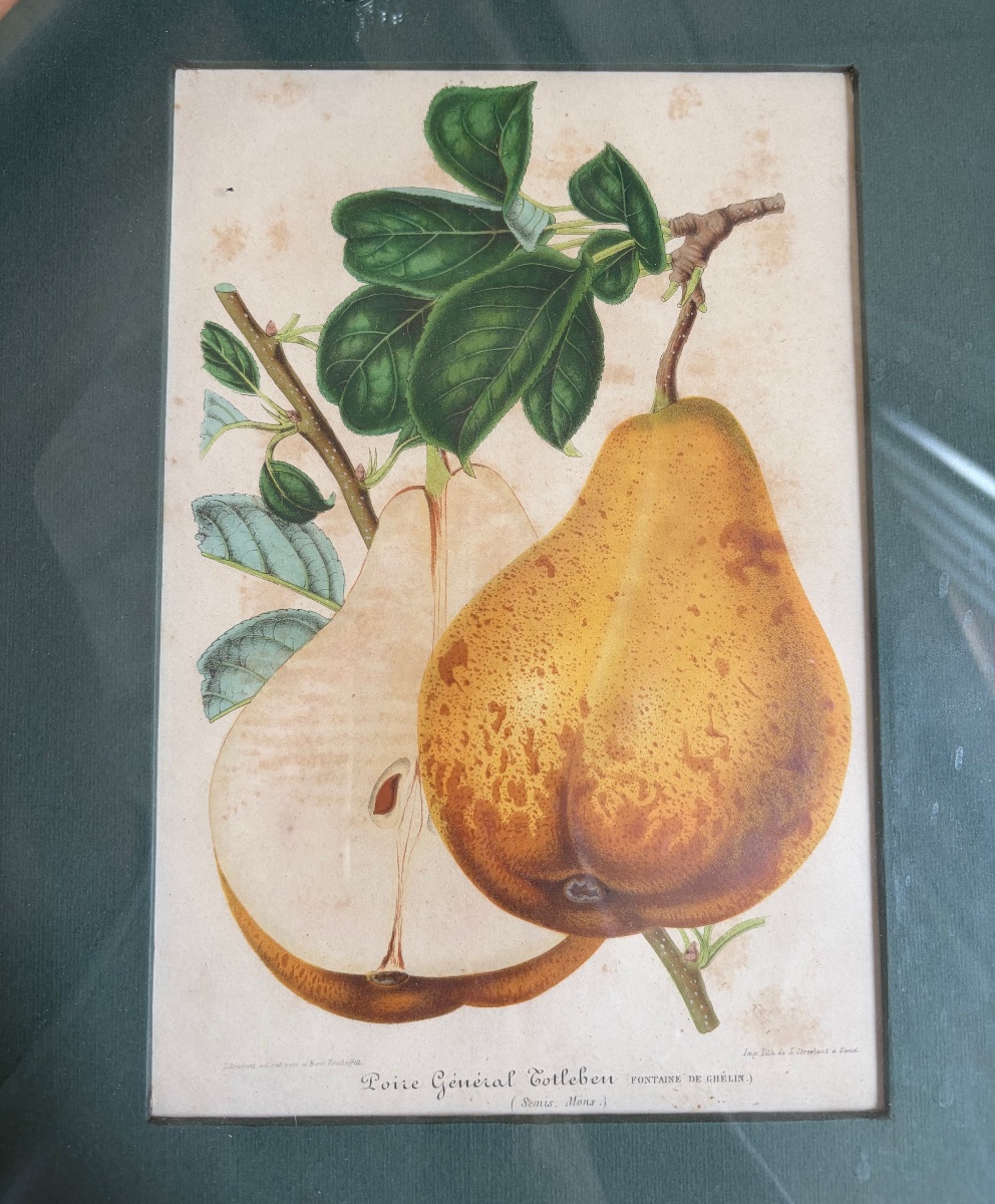 Set Of 5 Lithographs Depicting Botanical Plates, 19th-photo-3