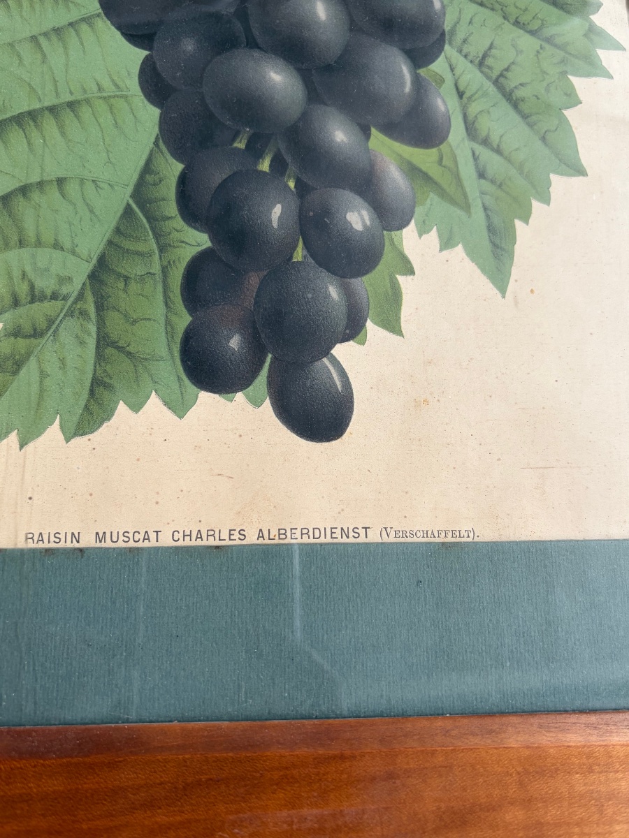 Set Of 5 Lithographs Depicting Botanical Plates, 19th-photo-4