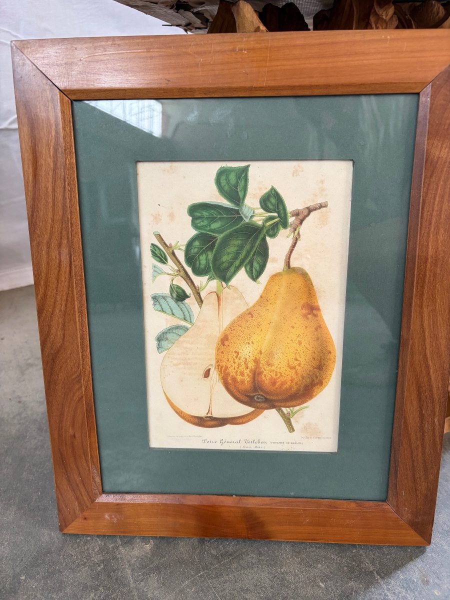 Set Of 5 Lithographs Depicting Botanical Plates, 19th-photo-2