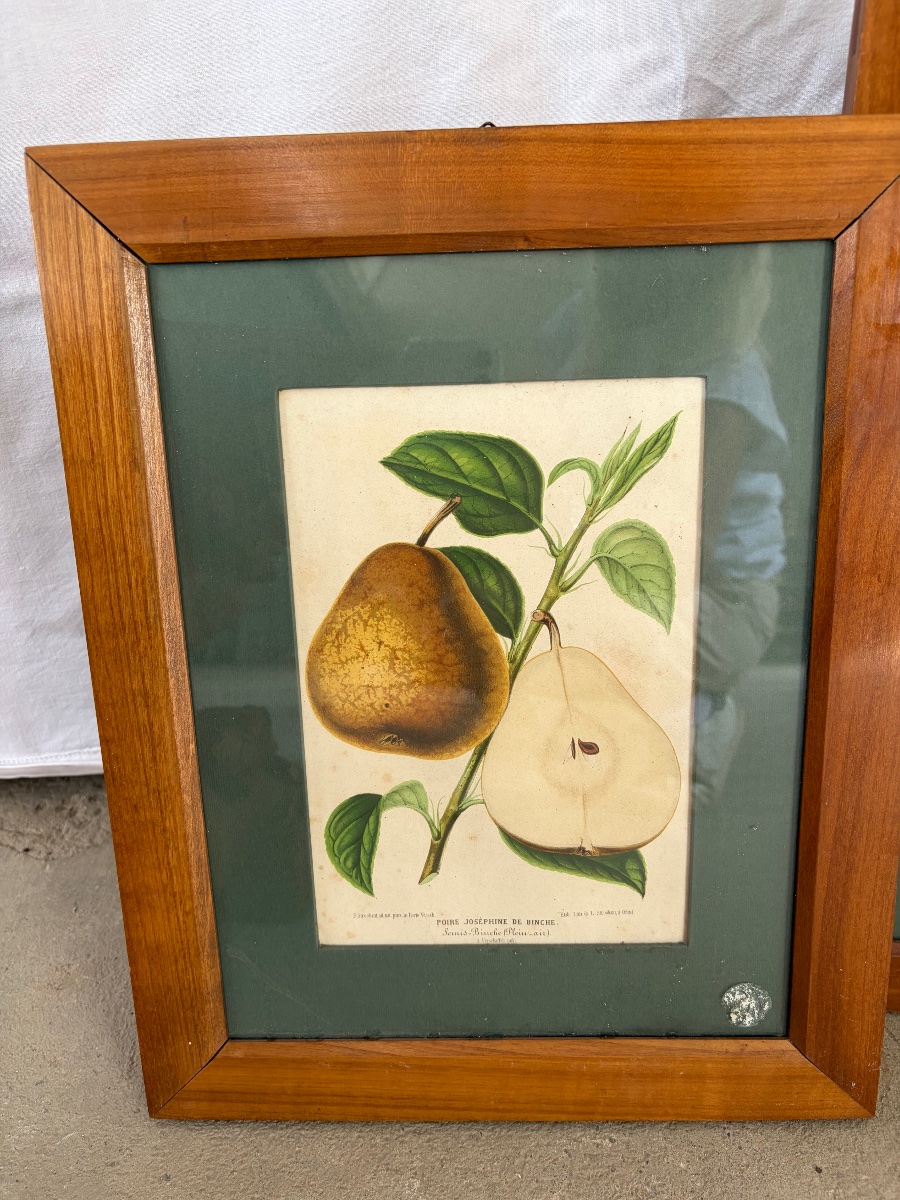 Set Of 5 Lithographs Depicting Botanical Plates, 19th-photo-3