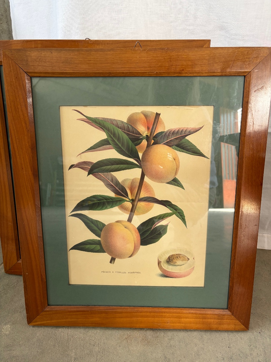 Set Of 5 Lithographs Depicting Botanical Plates, 19th-photo-4