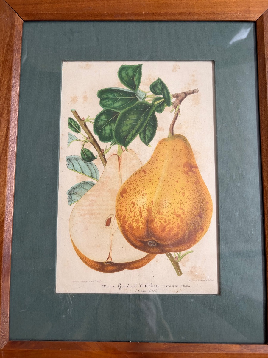 Set Of 5 Lithographs Depicting Botanical Plates, 19th-photo-5