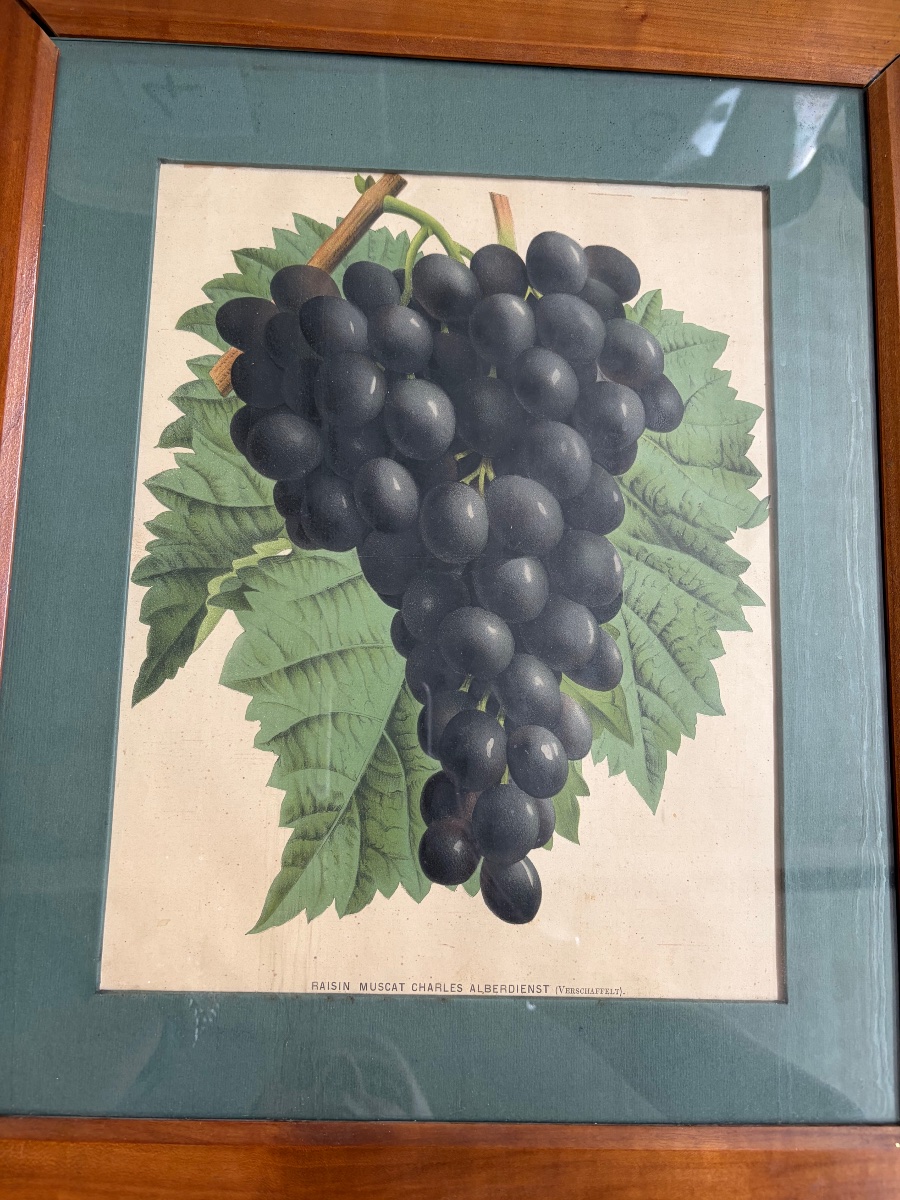 Set Of 5 Lithographs Depicting Botanical Plates, 19th-photo-6
