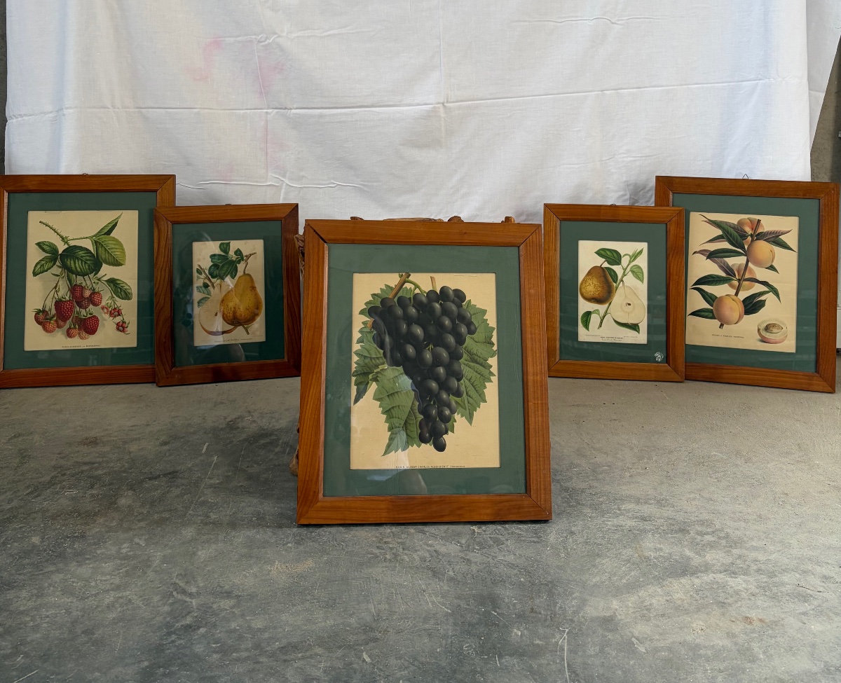 Set Of 5 Lithographs Depicting Botanical Plates, 19th-photo-7
