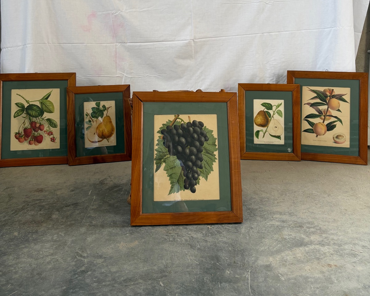 Set Of 5 Lithographs Depicting Botanical Plates, 19th