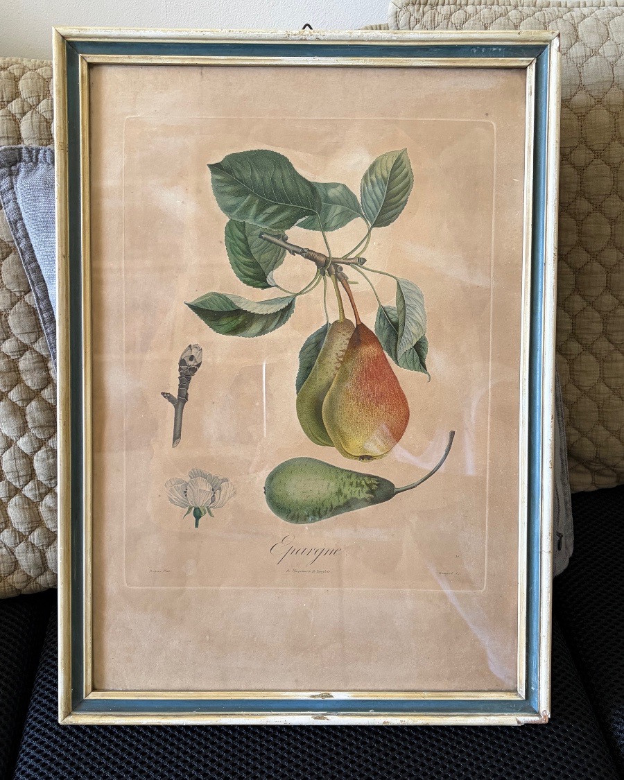 Pair Of Botanical Prints And Engravings, Pierre Antoine Poiteau (1766–1854)-photo-3