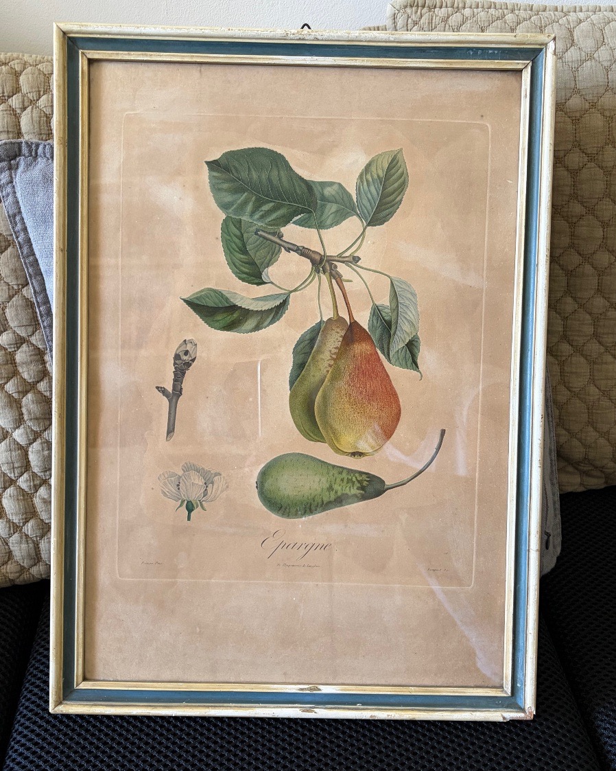 Pair Of Botanical Prints And Engravings, Pierre Antoine Poiteau (1766–1854)-photo-2