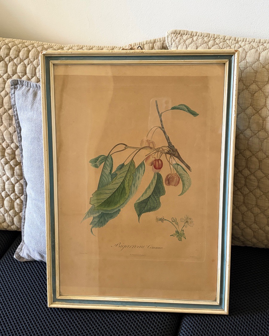 Pair Of Botanical Prints And Engravings, Pierre Antoine Poiteau (1766–1854)-photo-3