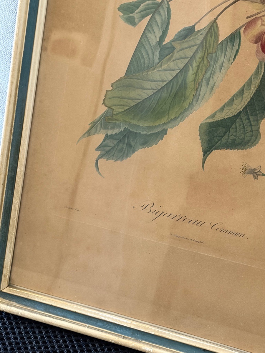 Pair Of Botanical Prints And Engravings, Pierre Antoine Poiteau (1766–1854)-photo-5