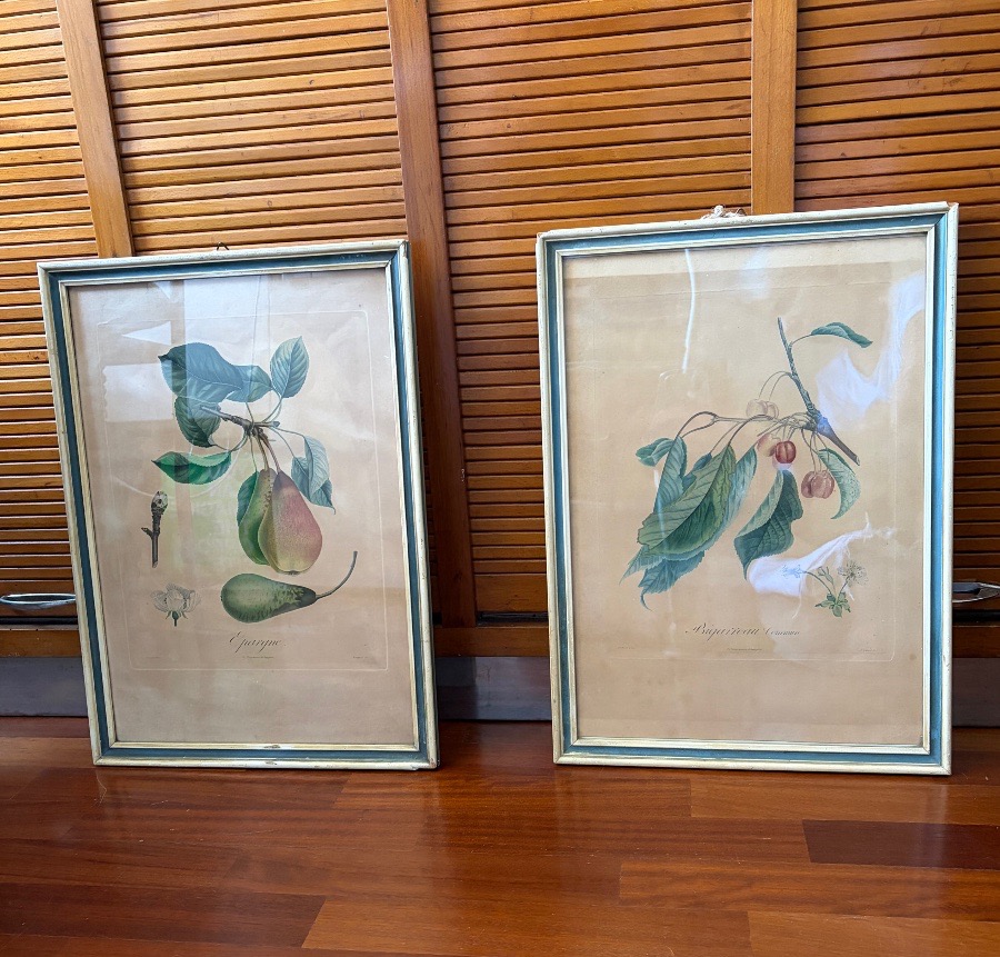 Pair Of Botanical Prints And Engravings, Pierre Antoine Poiteau (1766–1854)-photo-8