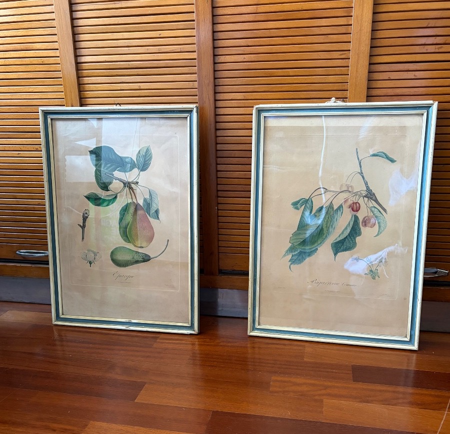 Pair Of Botanical Prints And Engravings, Pierre Antoine Poiteau (1766–1854)