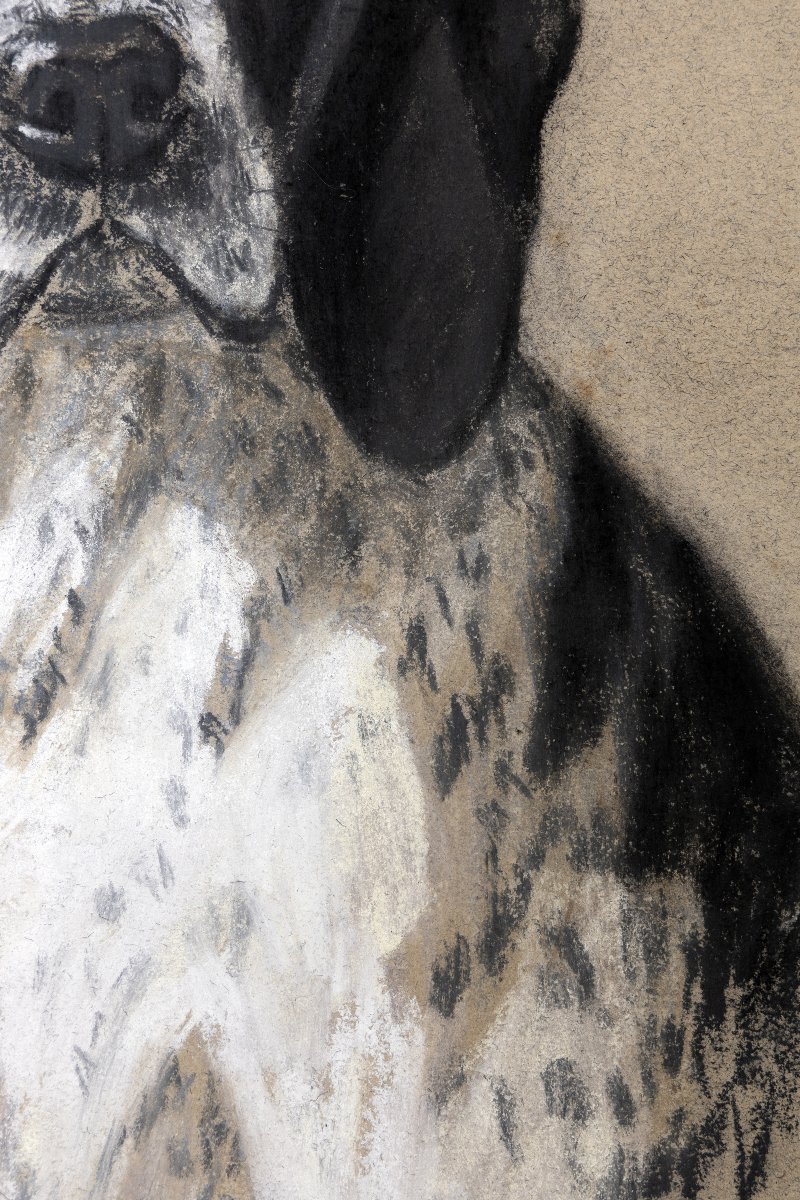 Aline BOISSET – Portrait de chien Braque d’Auvergne – Pastel – XXe -photo-4