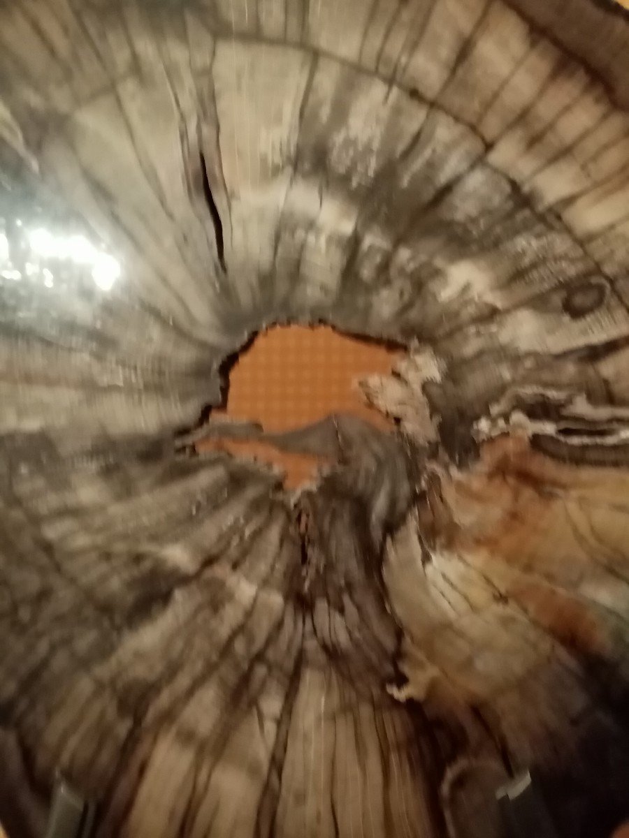Fossilized Tree-photo-3