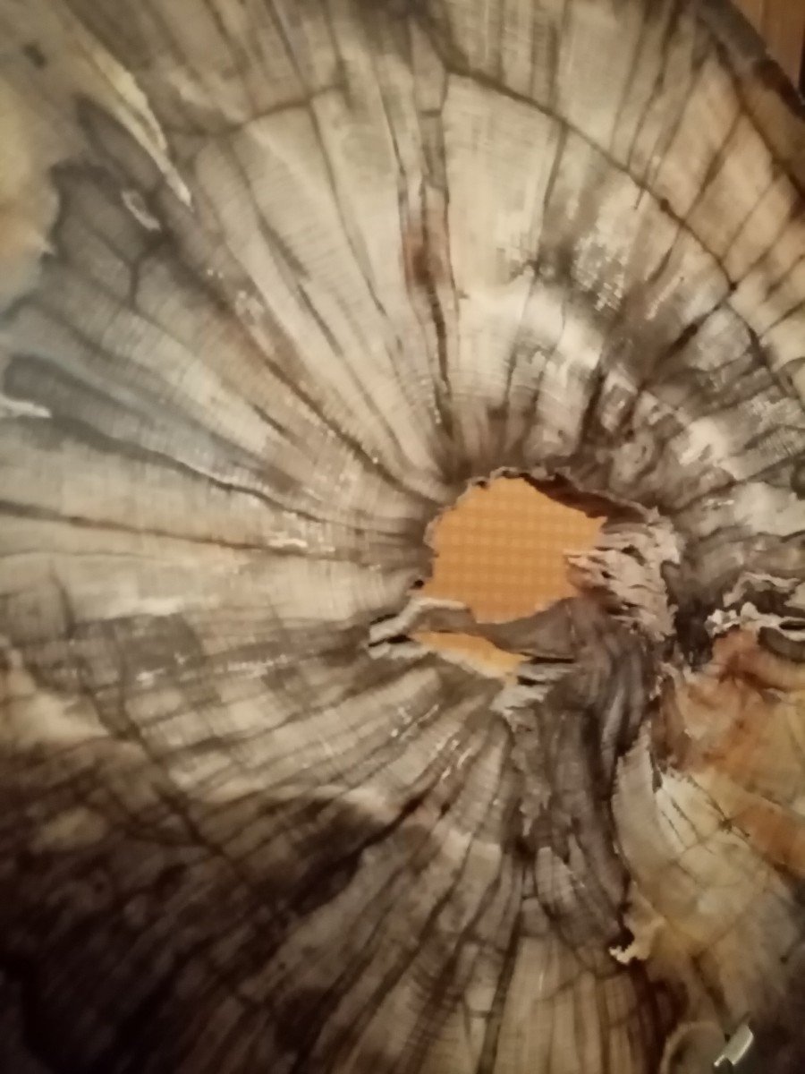 Fossilized Tree-photo-1