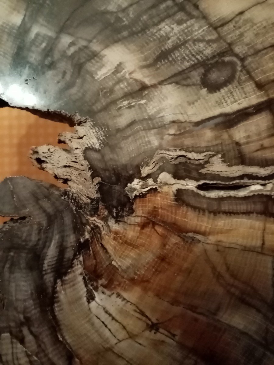 Fossilized Tree-photo-2