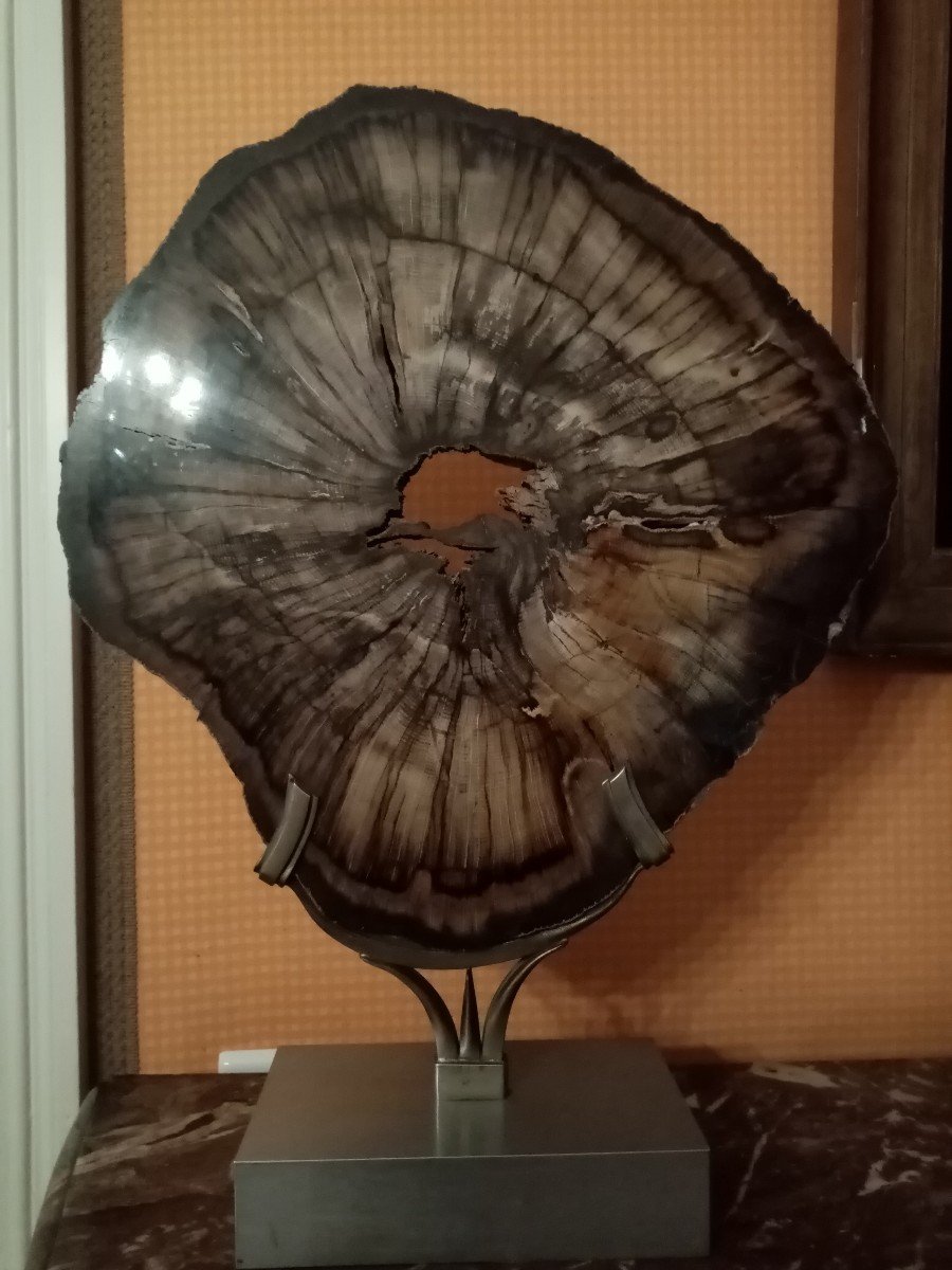 Fossilized Tree