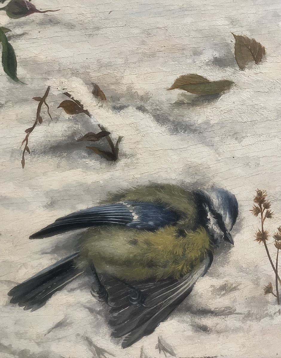 Titmouse In The Snow-photo-2