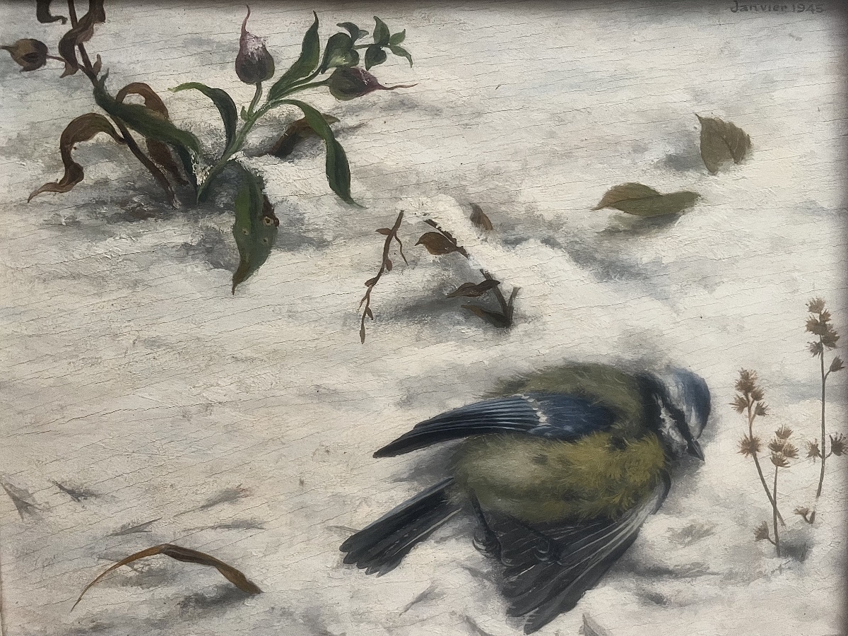 Titmouse In The Snow-photo-3