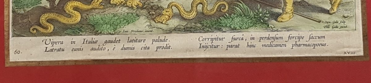Hunting Engraving: The Hunt For Vipers-photo-3