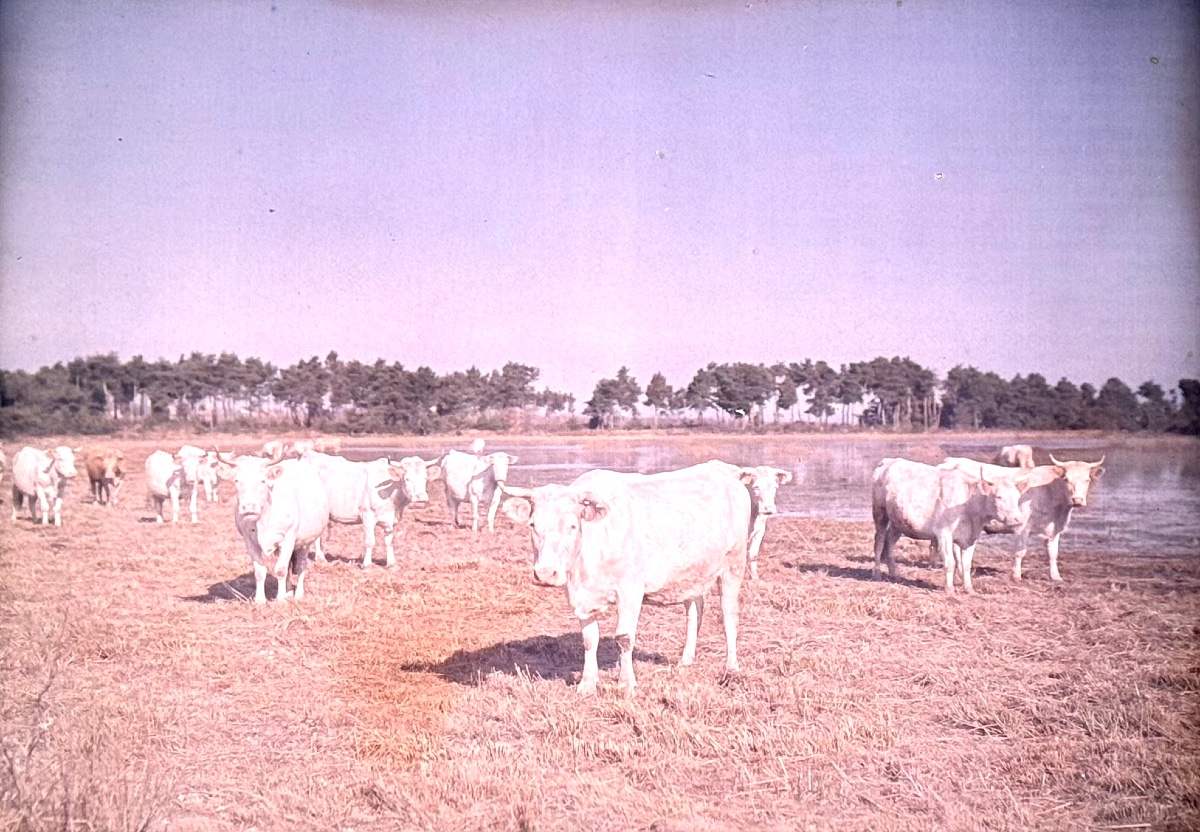 Autochrome LUMIERE & FILS, "Les vaches" circa 1910 photographie couleur sur verre d'époque
