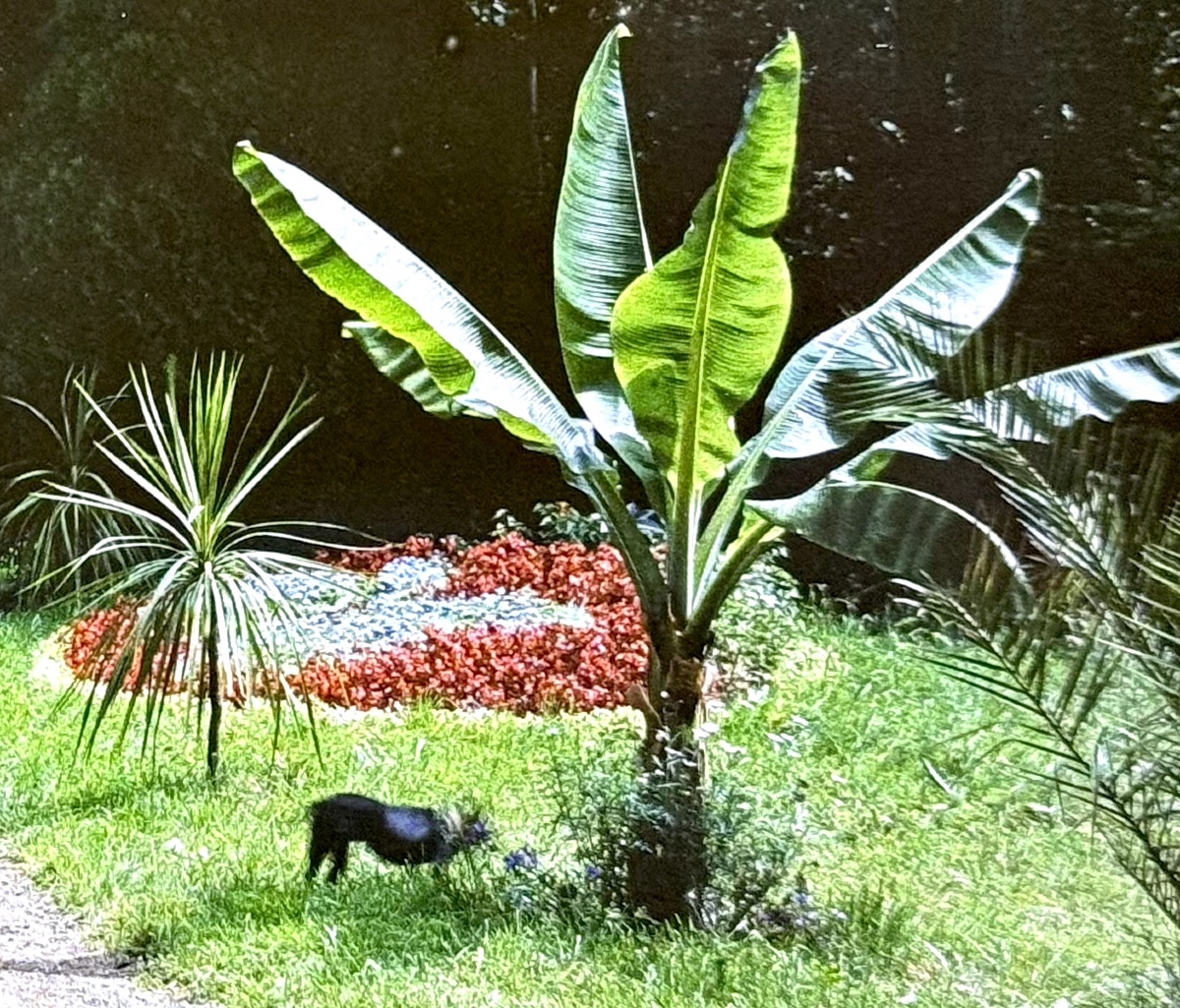 Autochrome LUMIERE & FILS, "Militaires au jardin" circa 1915 photographie sur verre Vintage-photo-4