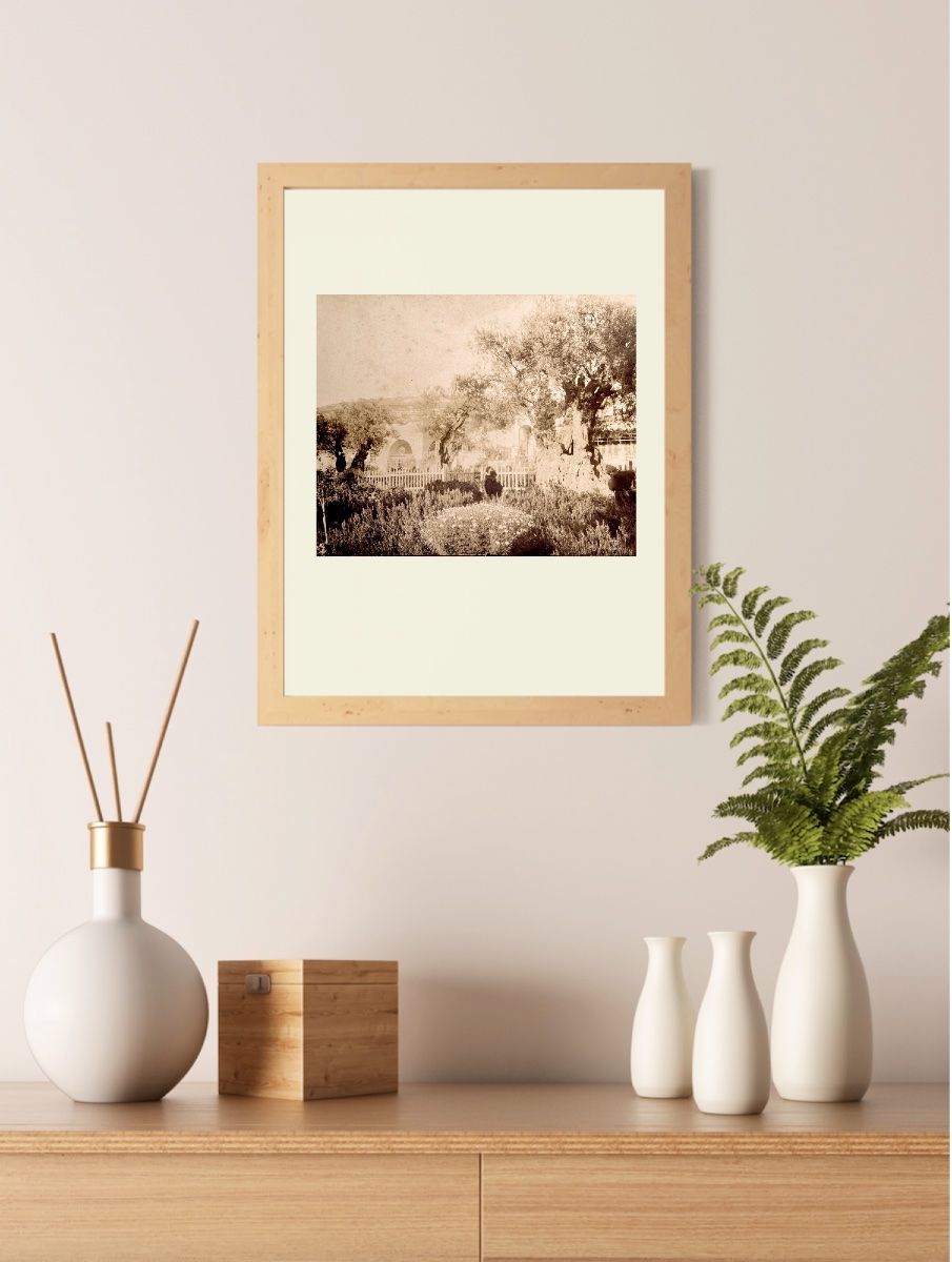 FIORILLO (1847-1898), Vieil Olivier, Jardin de Gethsémanie, Jerusalem circa 1870 Photographie-photo-2