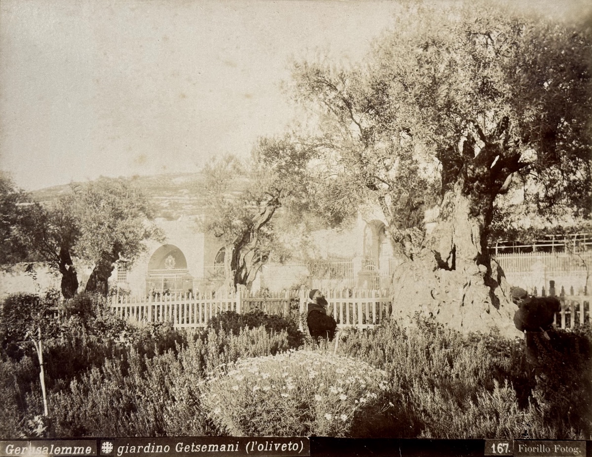 FIORILLO (1847-1898), Vieil Olivier, Jardin de Gethsémanie, Jerusalem circa 1870 Photographie-photo-3