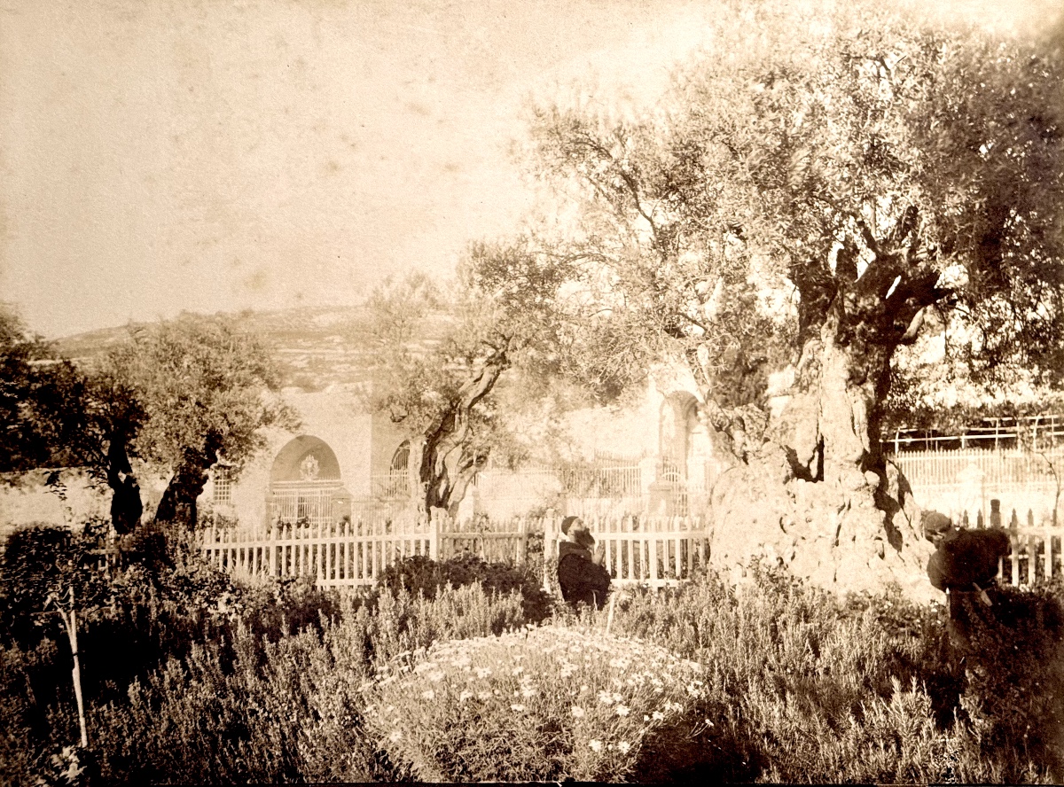 FIORILLO (1847-1898), Vieil Olivier, Jardin de Gethsémanie, Jerusalem circa 1870 Photographie