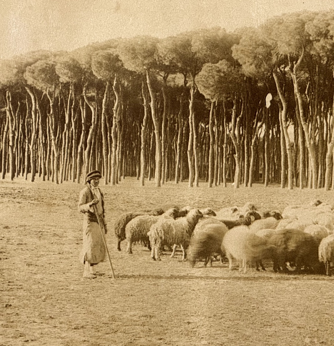 Zangaki Brothers, Beirut, Le Bois Des Pins C.1870 Albumen Print Vintage Photograph-photo-2