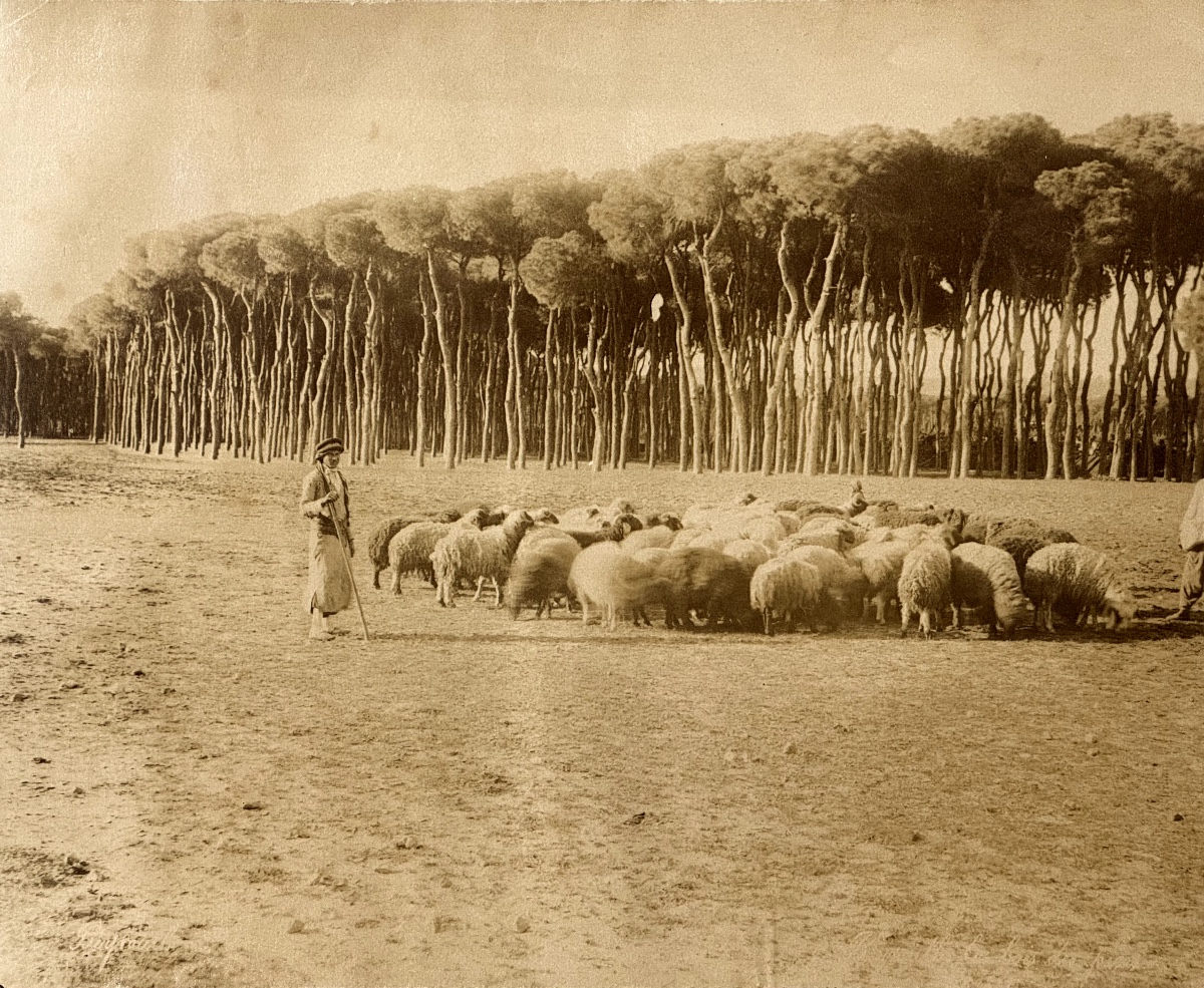 Zangaki Brothers, Beirut, Le Bois Des Pins C.1870 Albumen Print Vintage Photograph