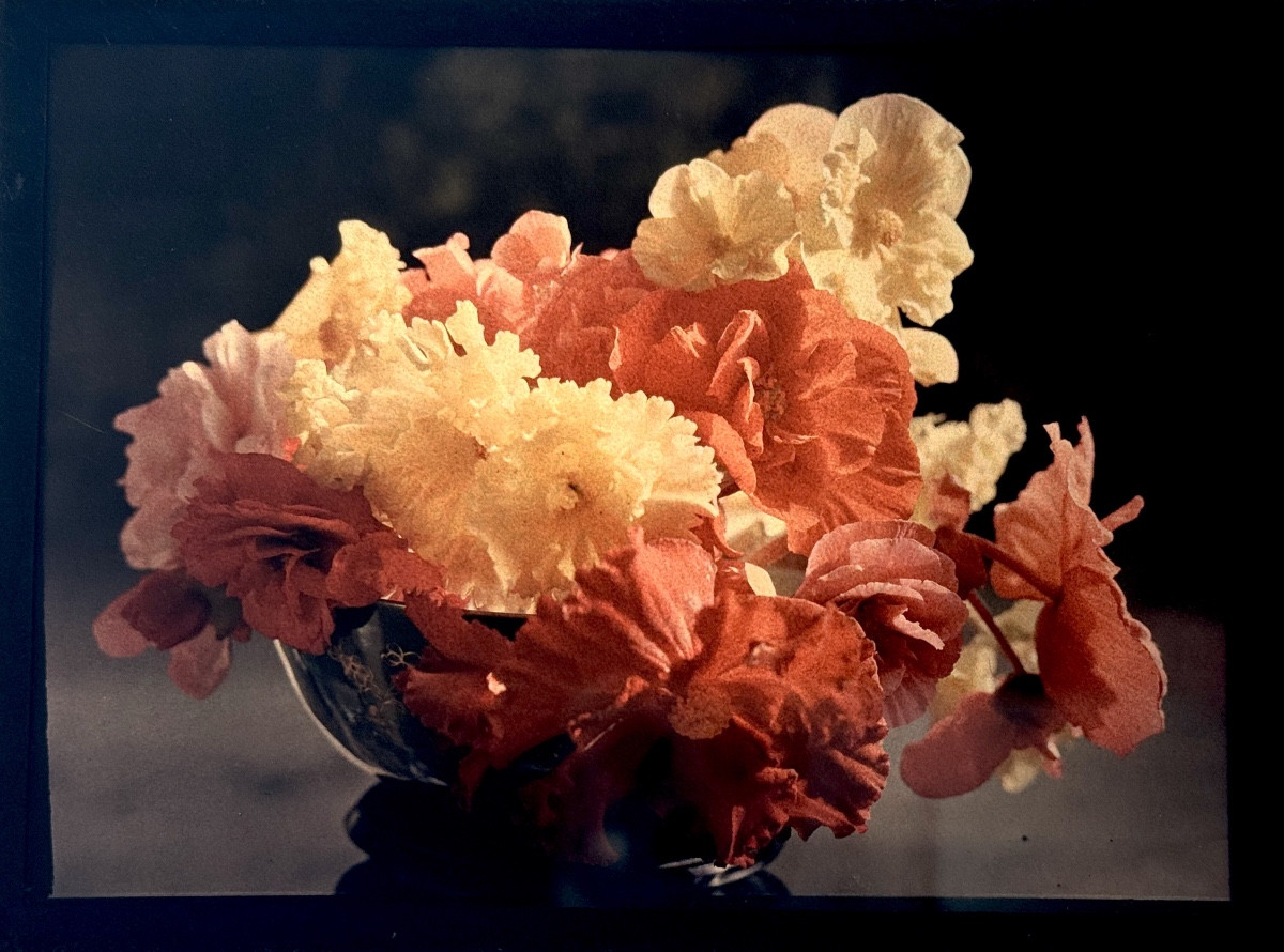 Autochrome "bouquet Of Hollyhocks" Circa 1920