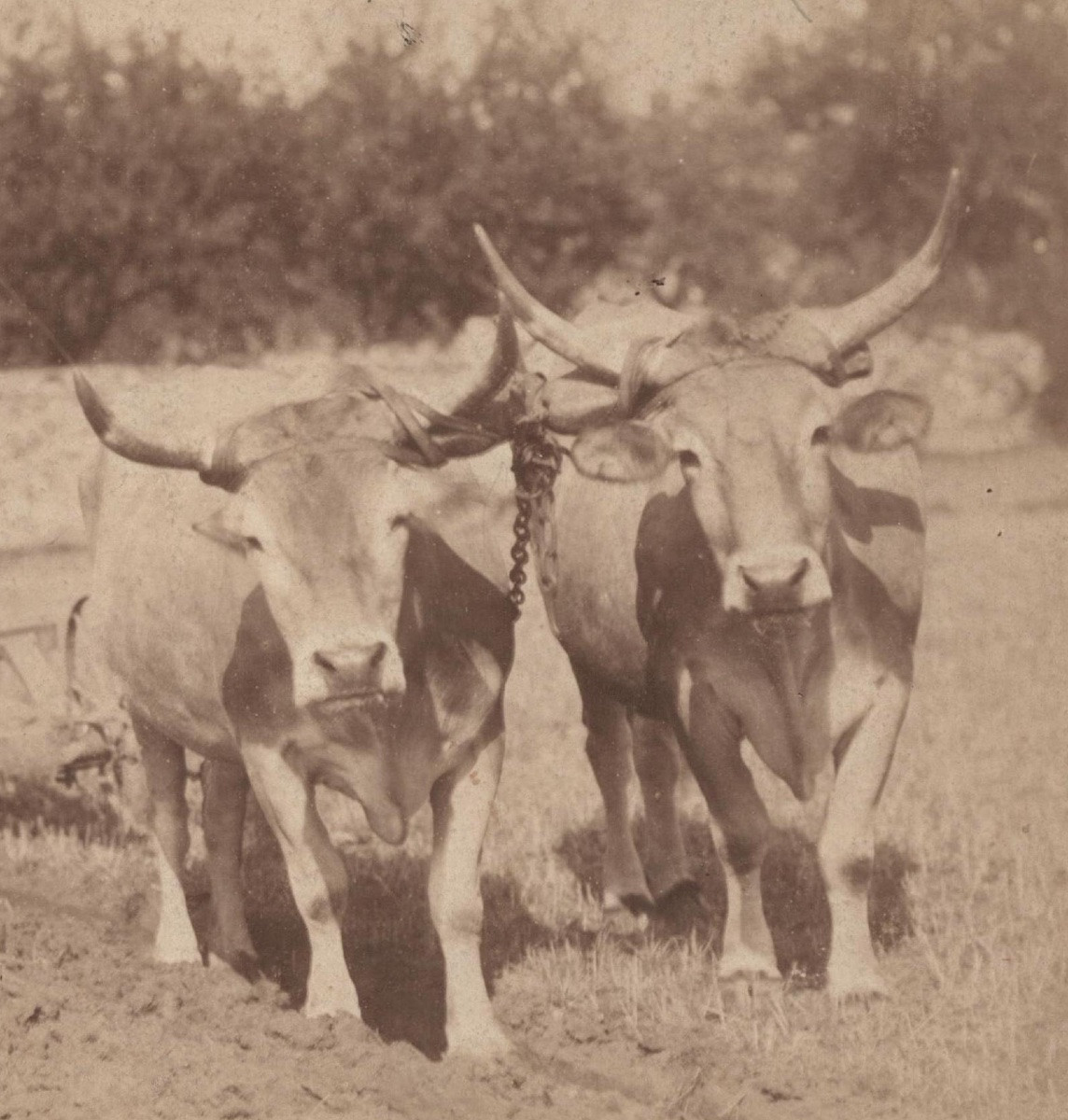 Scène De Labours, Vintage Albumen Print C. 1870 Photograph-photo-2