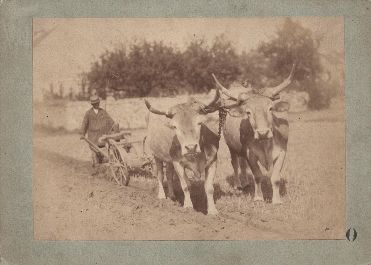 Scène De Labours, Vintage Albumen Print C. 1870 Photograph-photo-3