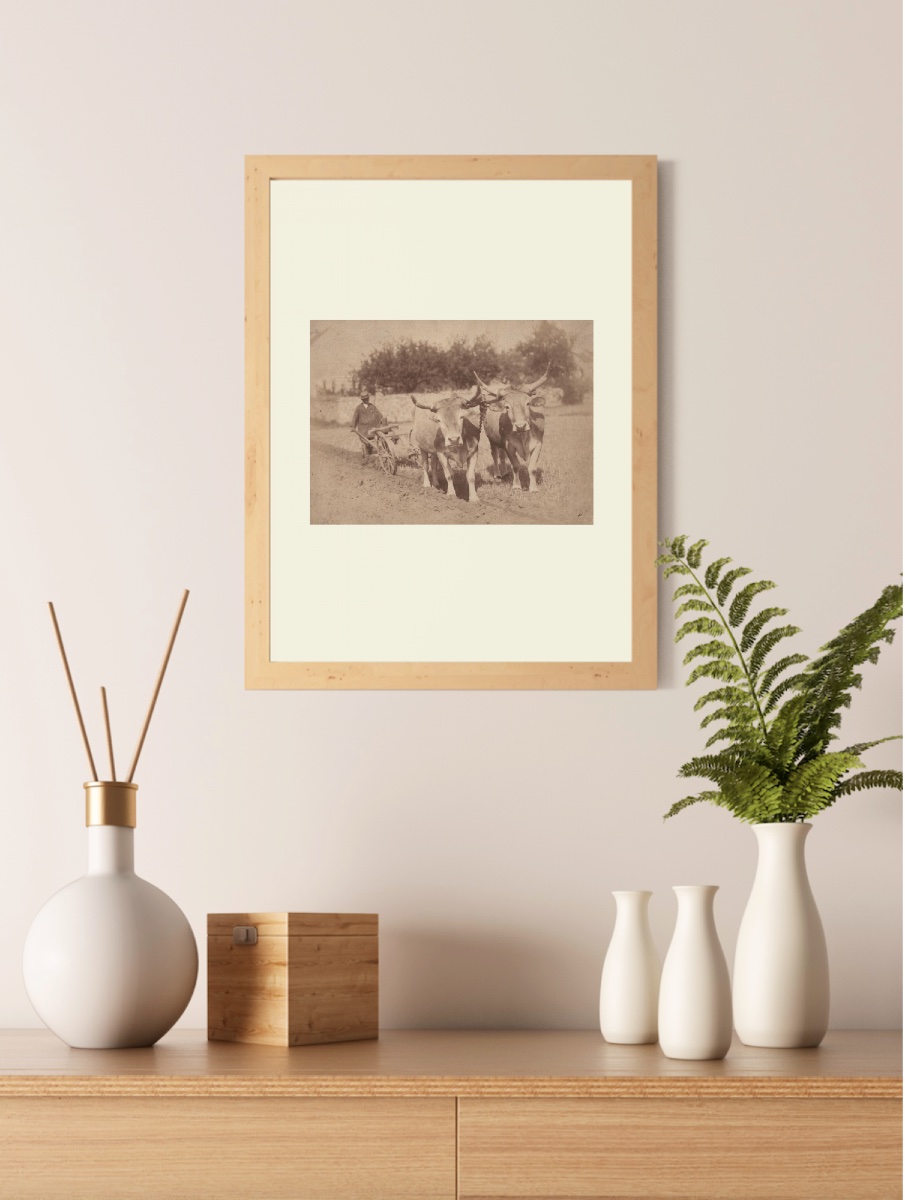 Scène De Labours, Vintage Albumen Print C. 1870 Photograph-photo-4