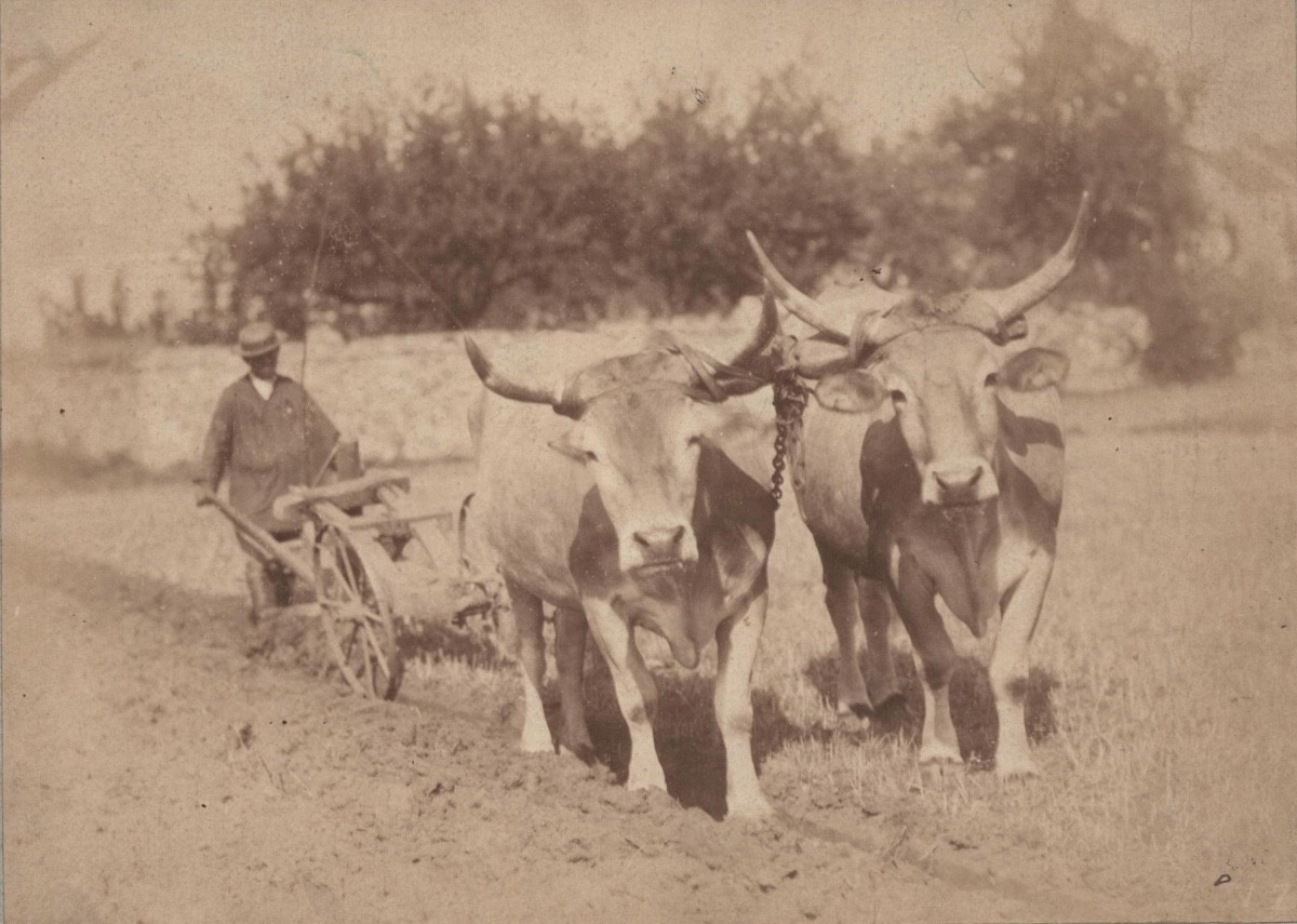 Scène De Labours, Vintage Albumen Print C. 1870 Photograph