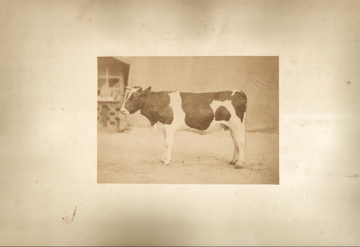 Etude artistique d'un bovin, Tirage albuminé d'époque  c. 1870 photographie-photo-2
